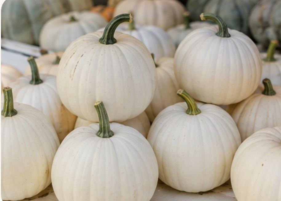 A smooth, round pumpkin in porcelain white